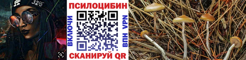 Псилоцибиновые грибы Psilocybine cubensis Бирюсинск